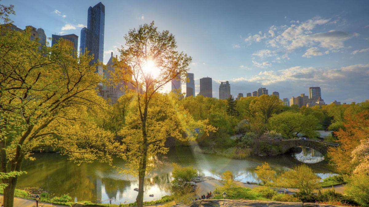 sun shining through trees over central park in nyc, New York, USA