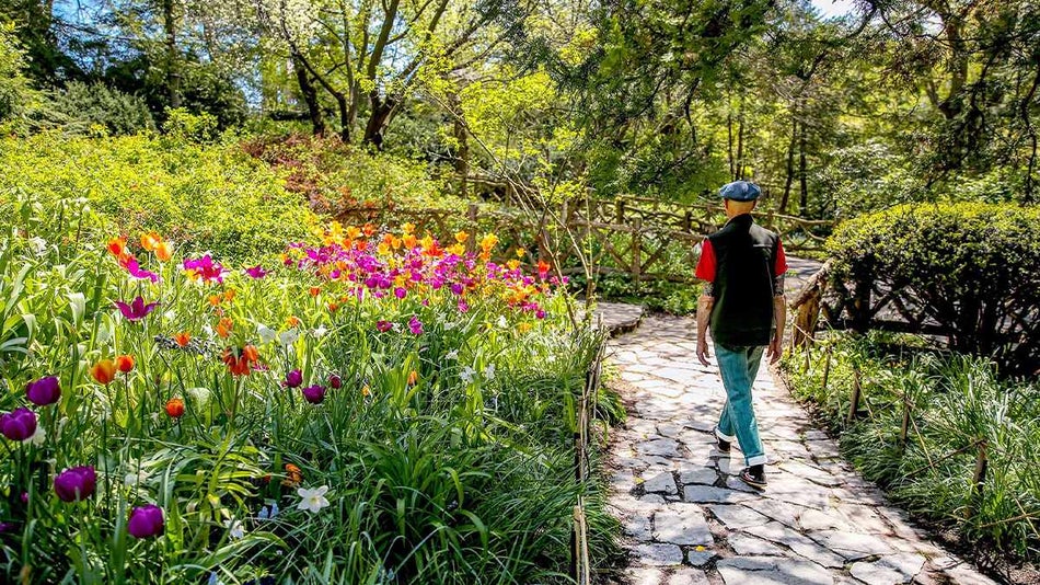 people walking through Central Park in the spring with flower in NYC, New York, USA