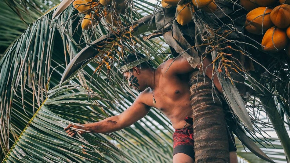 Polynesian man climbing a large palm tree to get yellow fruit in Oahu, Hawaii