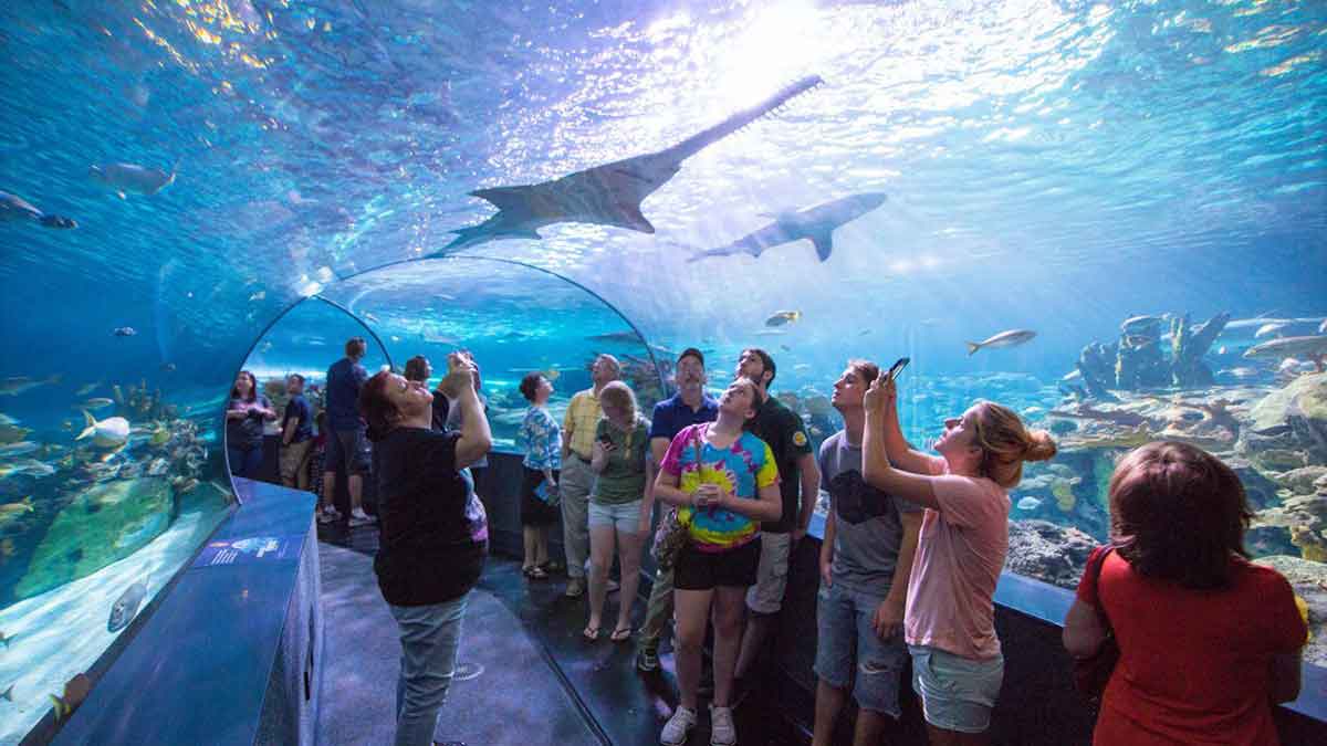 Group of people standing in Shark's tunnel at Ripley's Aquarium