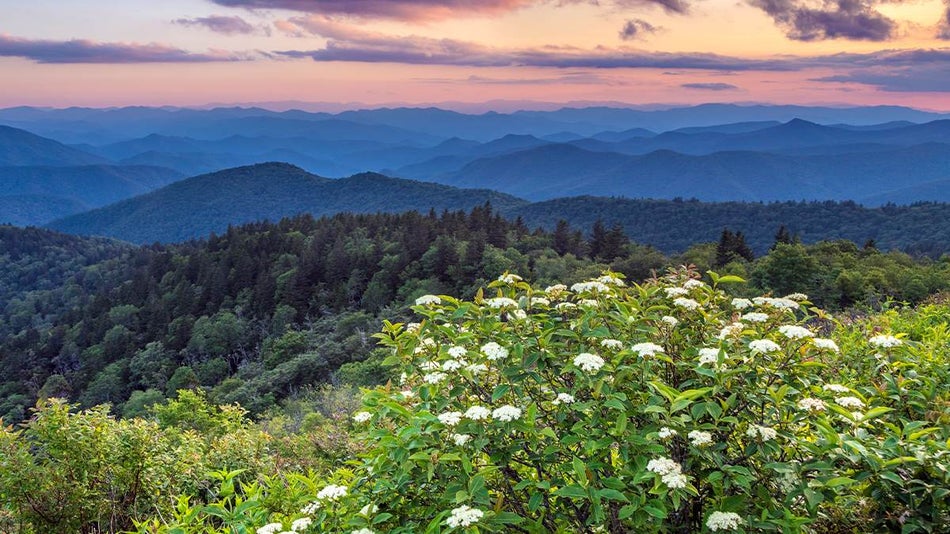 View of the smoky mountains in the spring at sunset with white flowers close to the camera near Pigeon Forge, Tennessee, USA
