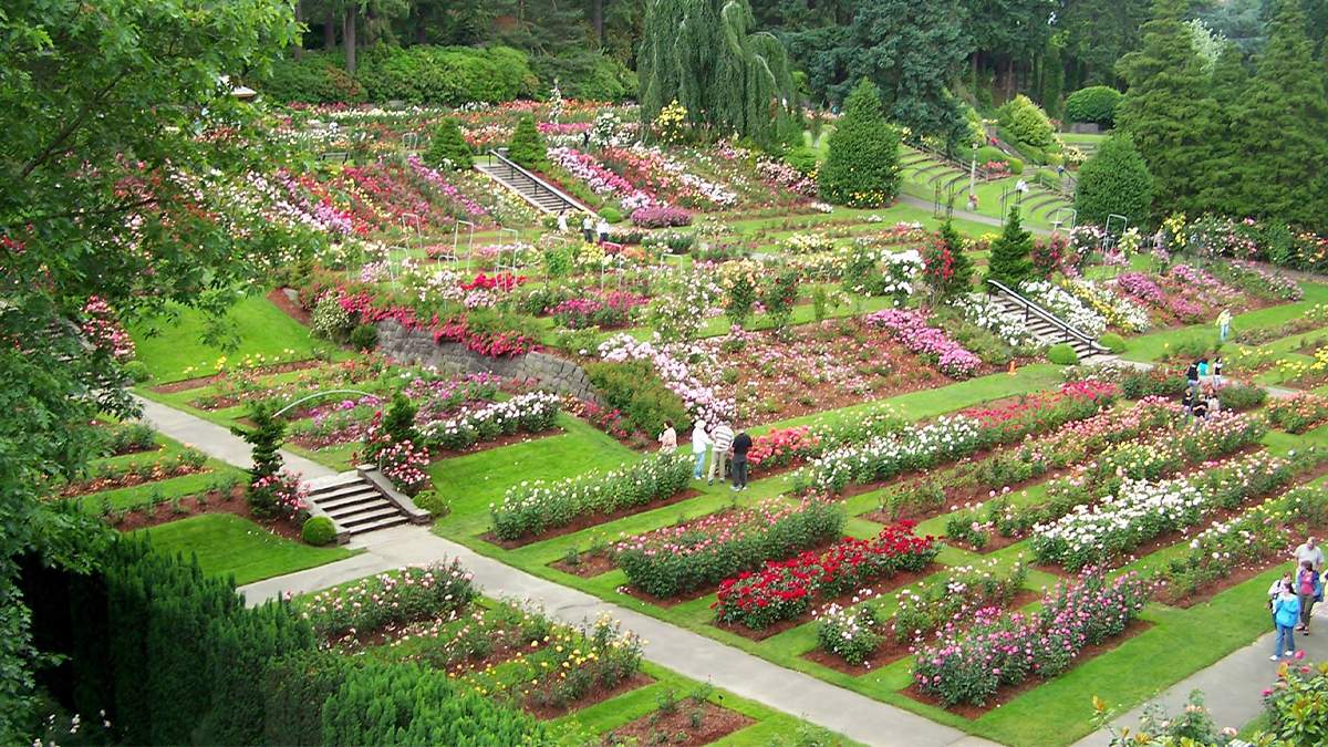 View looking down over the Washington Park Rose Test Garden full of people walking and roses of all different shades of red and pink on a sunny day in Portland, Oregon, USA