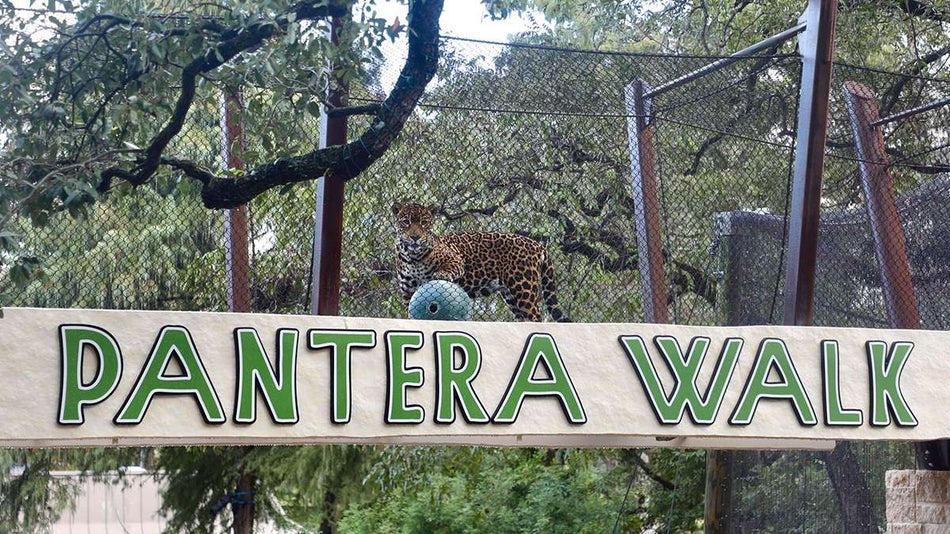 A leopard in a netted cage with a ball and a sign up it that says "Pantera Walk" in San Antonio, Texas