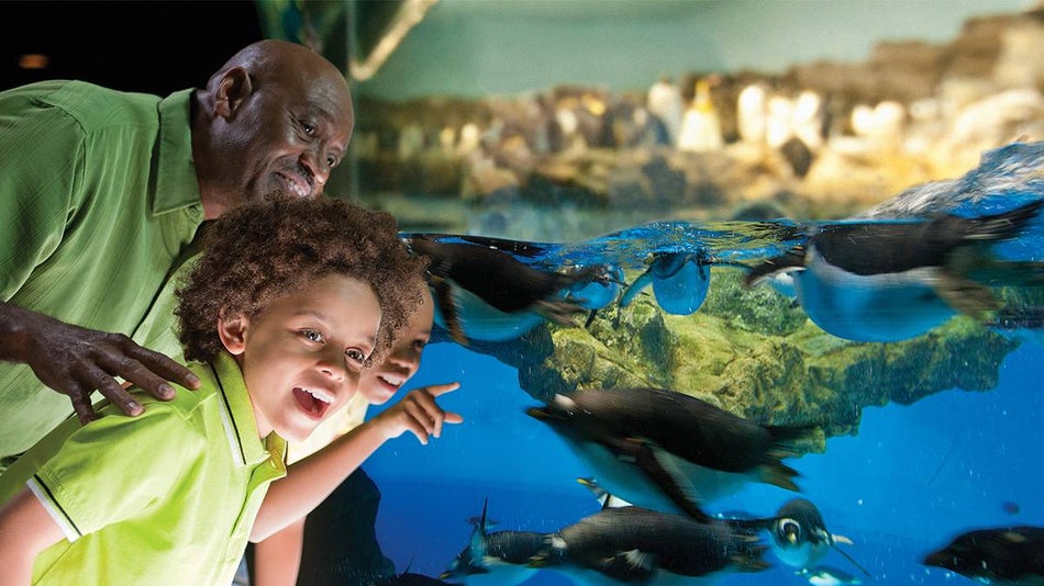 Two kids and a father looking at baby Penguins in an aquarium in SeaWorld in San Antonio, Texas, USA
