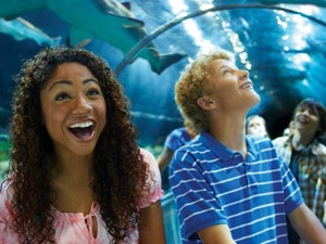 Discount SeaWorld San Diego Tickets ﻿- 2023 Ultimate Guide