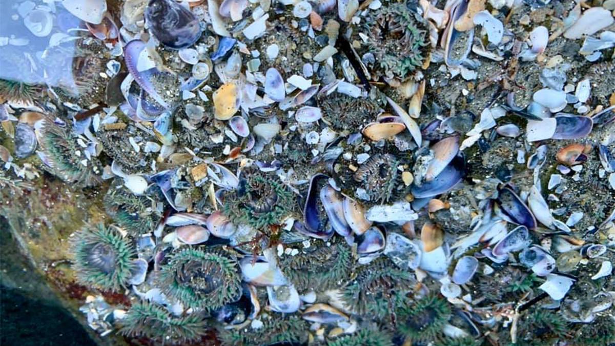 Close up photo of a tide pool filled with shells and green sea anemones at Coronado Tide Pool in San Diego, California, USA