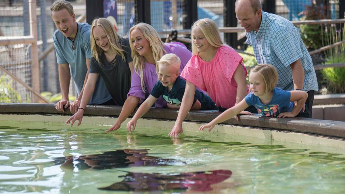 View of a family with their hands in the water at the Bat Ray Shallows on a sunny day in SeaWorld in San Diego, California, USA