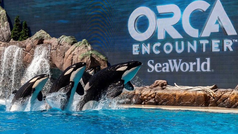 Close up of three orcas jumping into the air with rocks and screen behind them that says Orca Encounter at SeaWorld in San Diego, California, USA