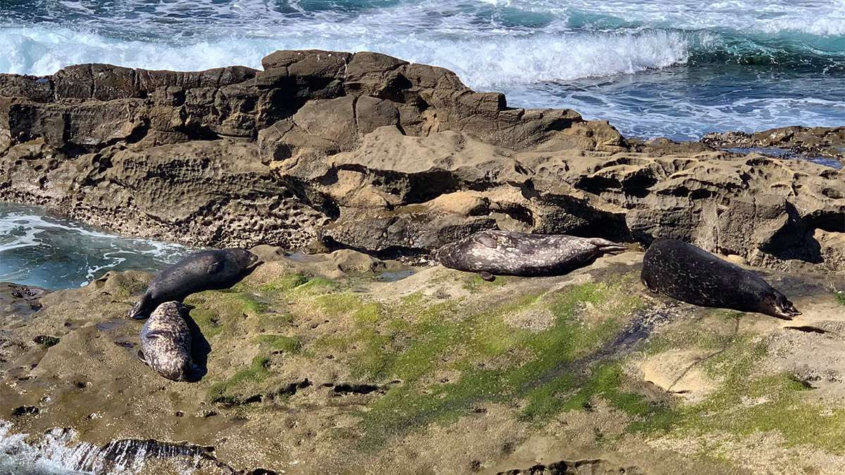 View of sea lions sun bathing on the rocks at Shell Beach La Jolla in San Diego, California, USA