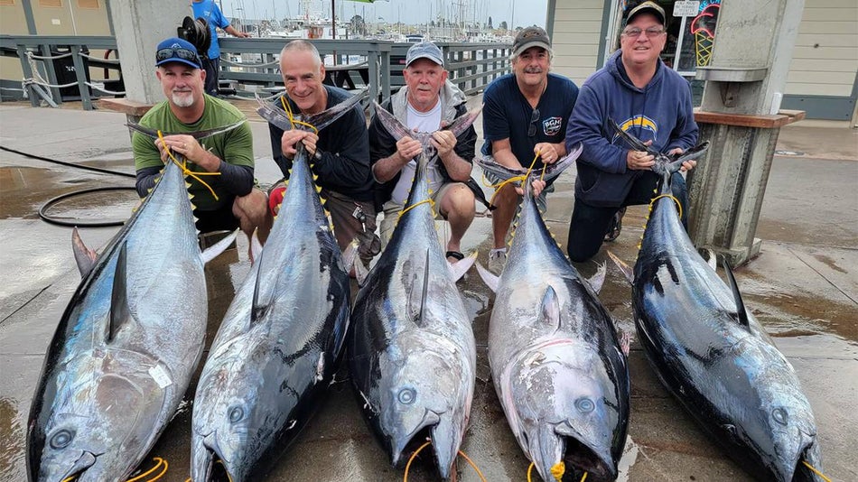 View of 5 men holding giant bluefin tuna fish from their Sport Fishing with H&M Landing in San Diego, California, USA
