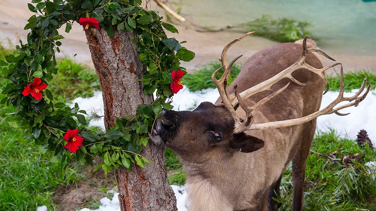Close up photo of a reindeer eating a Christmas wreath for Jungle Bells at the San Diego Zoo in San Diego, California, USA