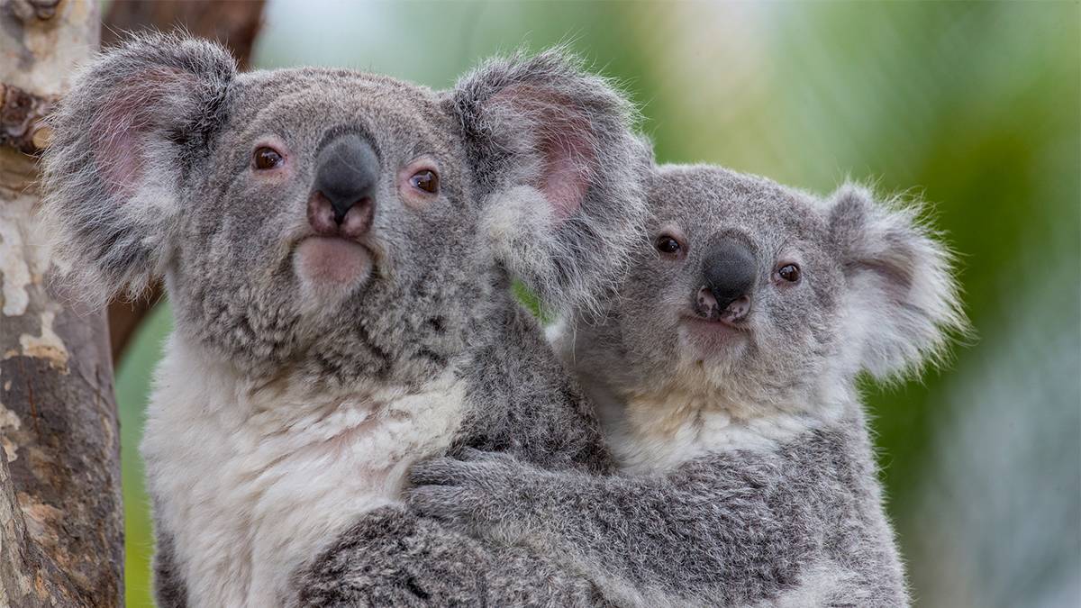 Koala and Joey sitting in tree together at San Diego Zoo in San Diego, California, USA