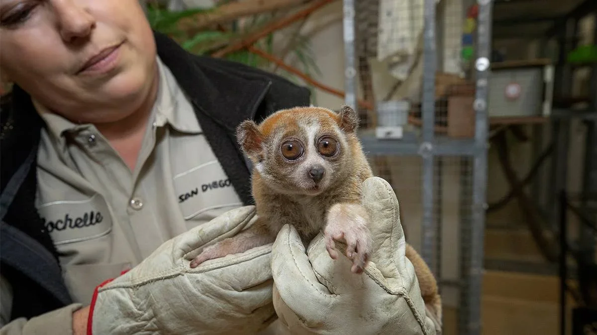 Zoo keeper holding a wide eyed brown lemur at the San Diego Zoo in San Diego, California