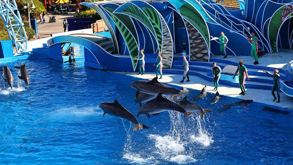 Wide shot looking down on the Dolphin Days Presentation at SeaWorld in San Diego, California, USA