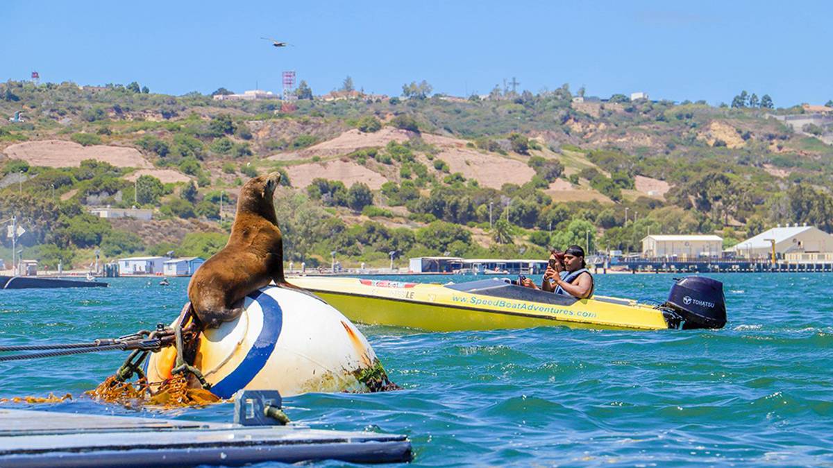 Brown seal sitting on a floating object watching people in a yellow speedboat drive by in San Diego, California