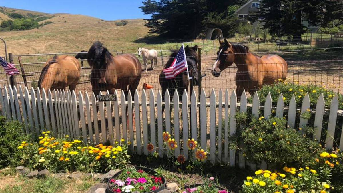 Close up shot of horses behind a white wooden fence at Point Reyes Arabian Adventures in San Francisco, California, USA