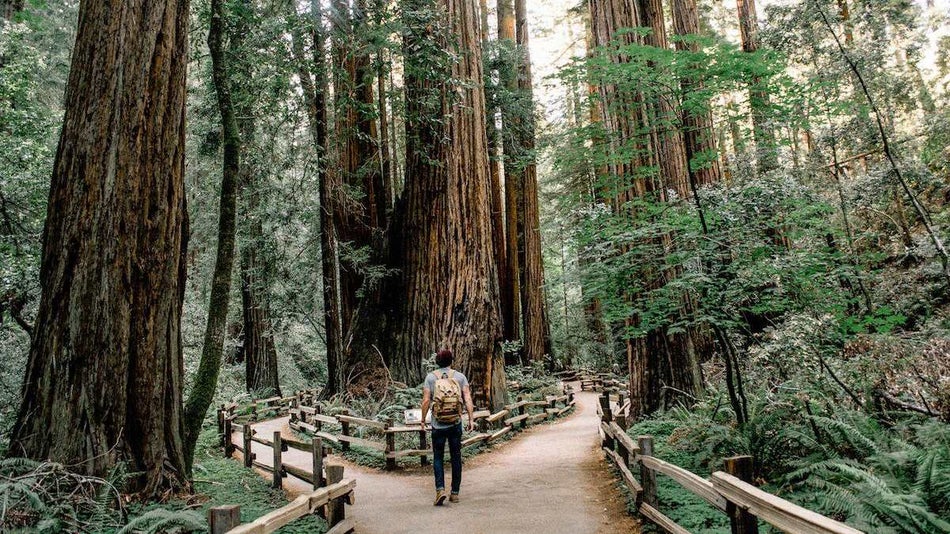 Man walking through Muir Woods near San Francisco, California, USA