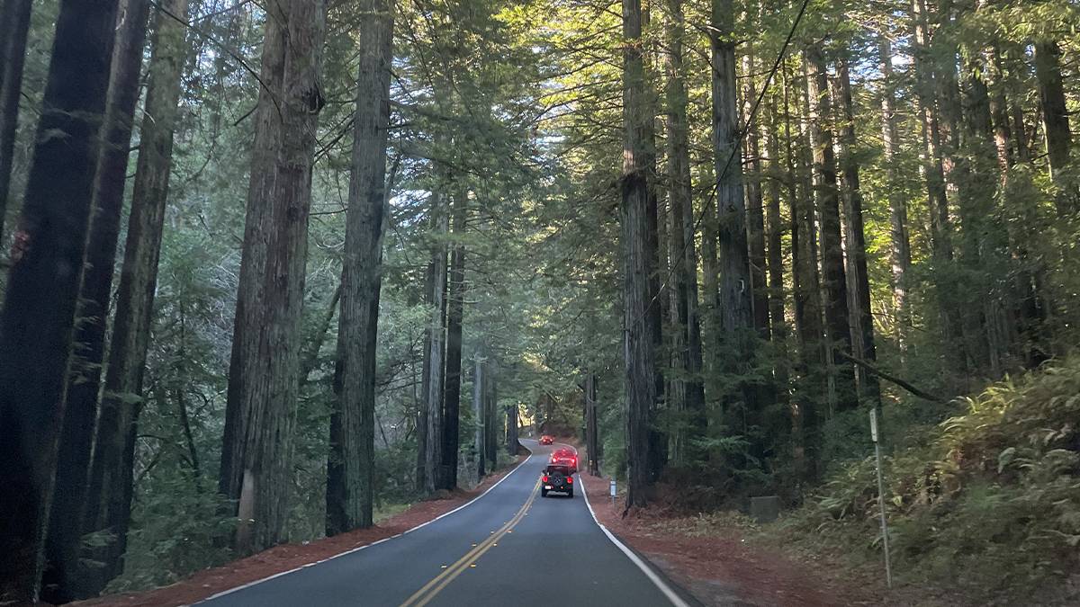 A road with cars on it going through very tall trees and curving on the drive to Point Reyes in San Francisco, California, USA