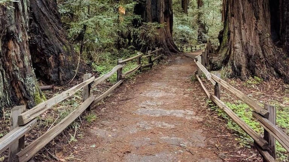 View of a walking trail in the forrest on the Muir Woods and Sonoma Wine Country Tour in San Francisco, California, USA