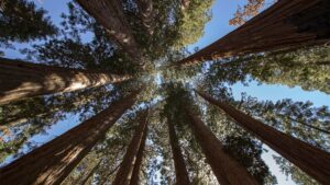 Lookup up through the trees at Muir Woods in San Francisco, California, USA