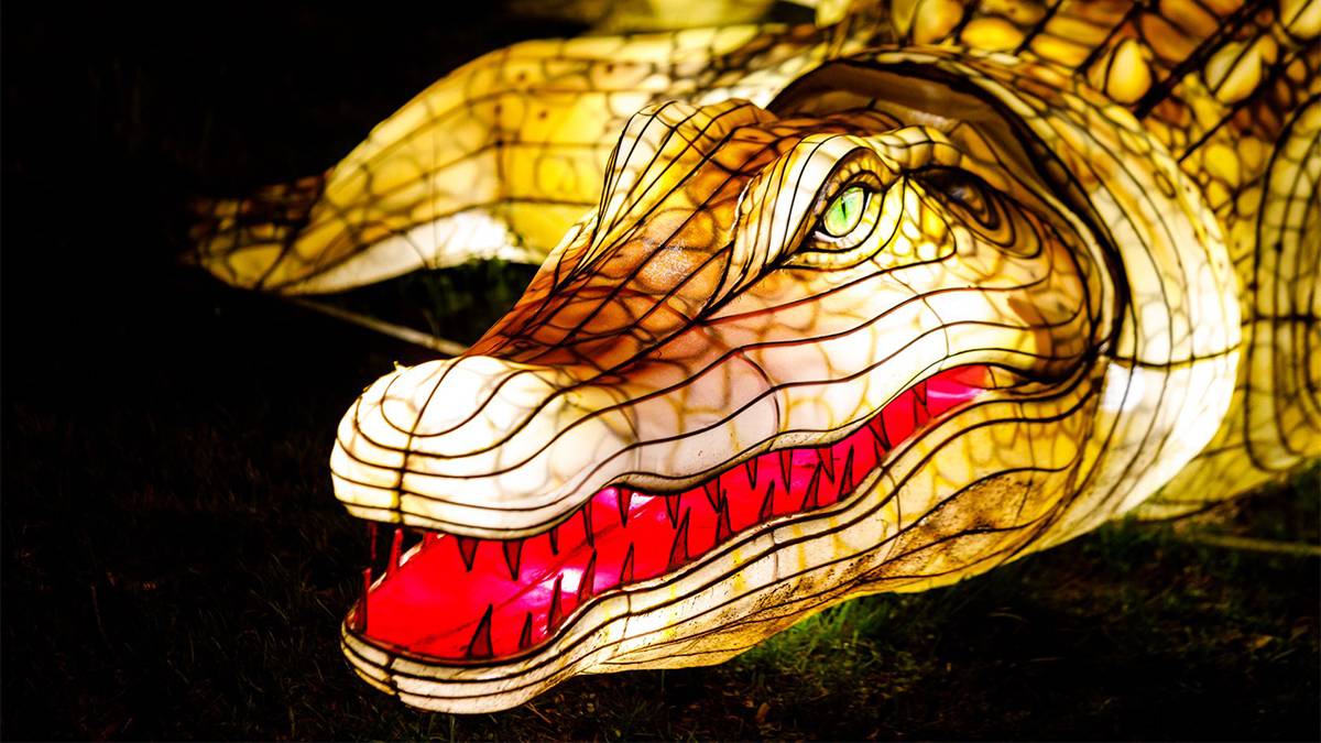 Close up photo of a lantern shaped like a Gator at Oakland Zoo Glowfari Lantern Festival in San Francisco, California, USA