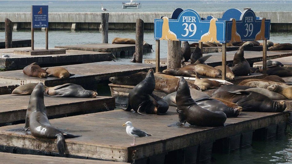 Group of sea lions sun bathing on docks with sea gulls at Pier 39 in San Francisco, California, USA