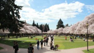 Trees in bloom at the University of Washington in Seattle, Washington USA