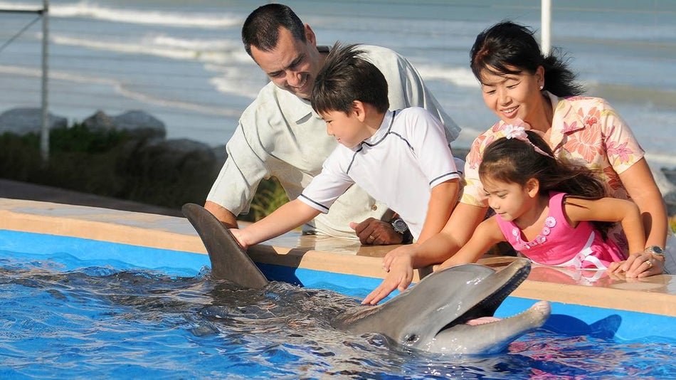A family with 2 children petting a dolphin with its mouth open at St. Augustine Marineland Dolphin Adventure in St. Augustine, Florida, USA