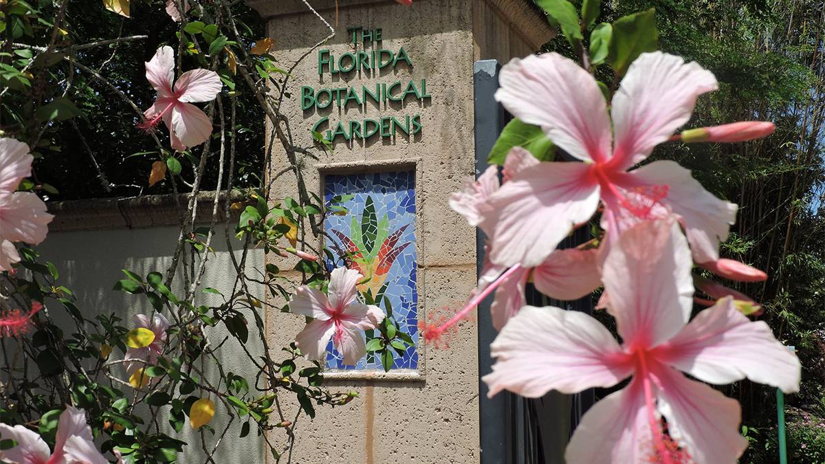 Close up of pink tropical flowers with a stone wall in the back ground with a mosaic art piece on it and sign for the Florida Botanical Gardens in green on a sunny day in Tampa, Florida, USA