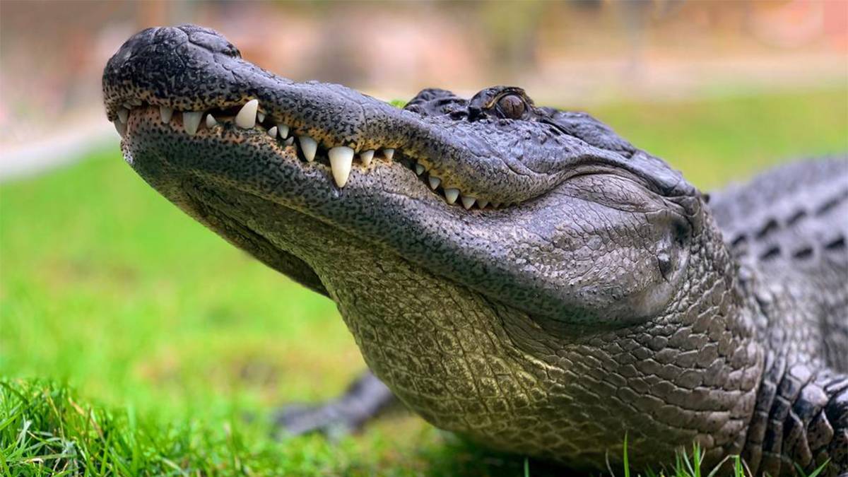 close up of alligator in grass at Busch Gardens Tampa in Tampa, Florida, USA