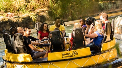 My Wild Adventure at Busch Gardens Tampa - Tripster Travel Guide