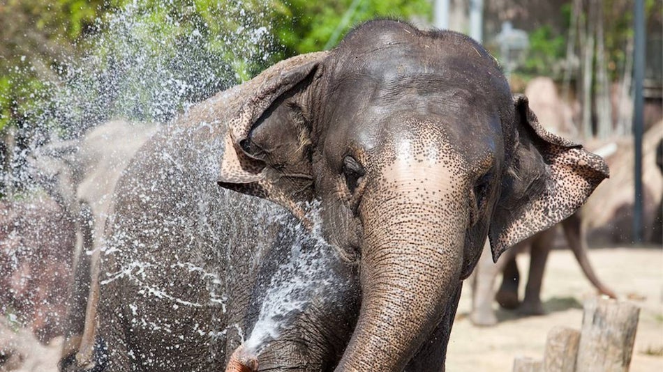 Close up photo of a baby elephant splashing water at Busch Gardens in Tampa, Florida, USA