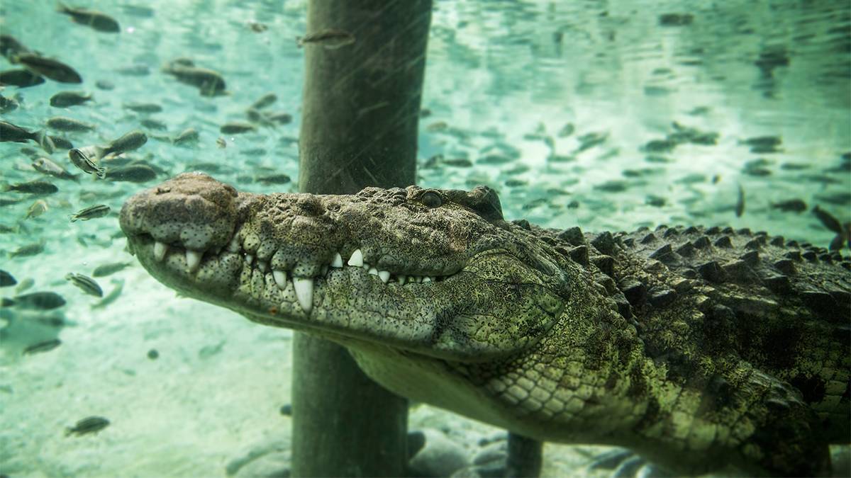 Close up photo of a crocodile at Busch Gardens in Tampa, Florida, USA