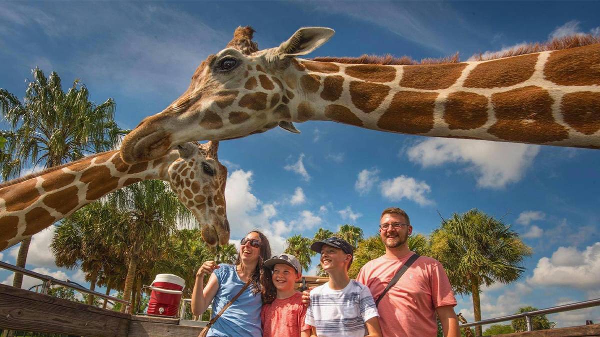 Two giraffes leaning over a family as they walk by at Busch Gardens in Tampa, Florida, USA