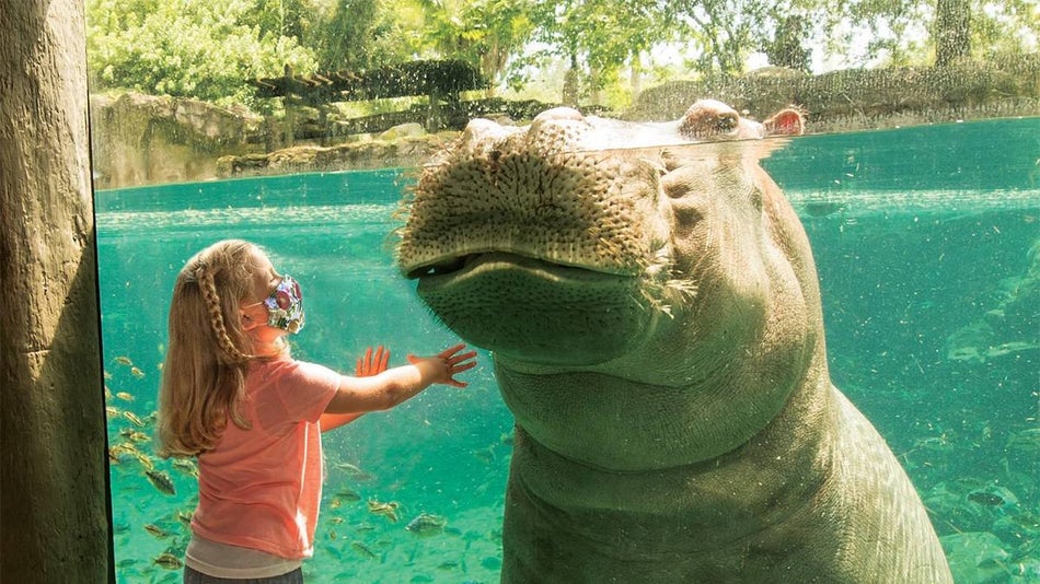 Close up photo of a little girl touching the glass at the hippo enclosure and the hippo is looking at her at Busch Gardens in Tampa, Florida, USA