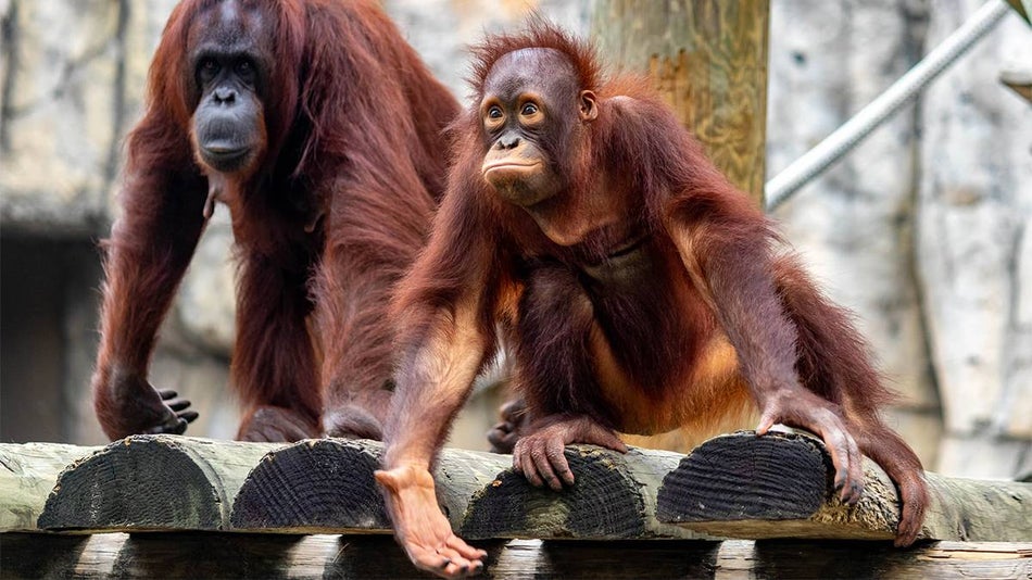 Close up of two Orangutans, one large with a dark face and the other smaller with lighter features and his had stretched out at Zoo Tampa in Tampa, Florida, USA
