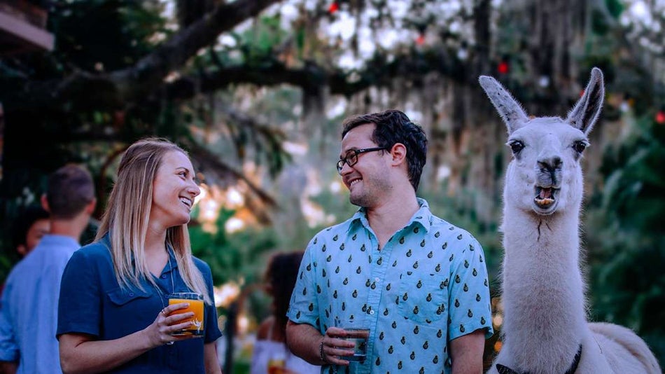 Couple having drinks with a llama nearby at ZooTampa at Lowry Park in Tampa, Florida, USA