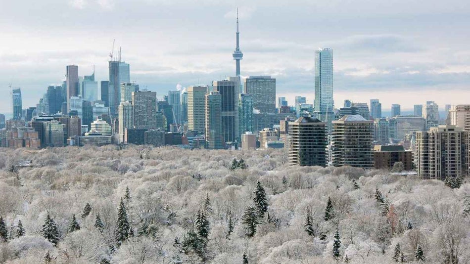 Trees covered in snow and ice with toronto cityscape in the background