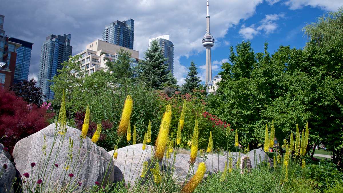 Ground view of flowers and rocks with the Toronto Needle in the background in Toronto, Ontario, Canada
