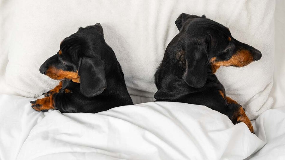 Two dogs lying on a pet friendly hotel bed