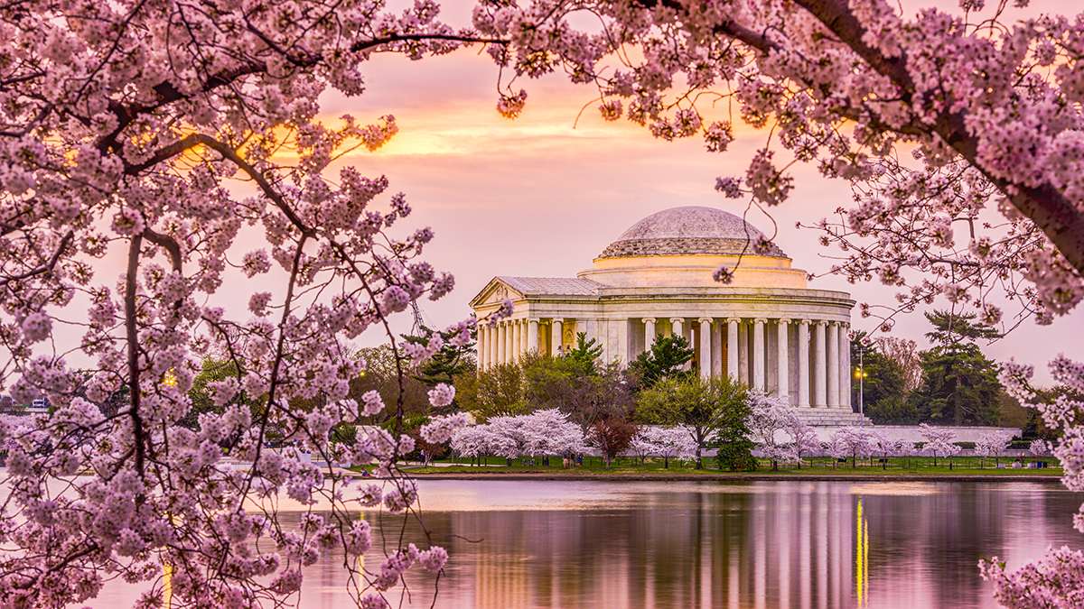View of Jefferson Memorial with reflecting pool and beautiful pink cherry blossoms in the foreground in Washington D.C.