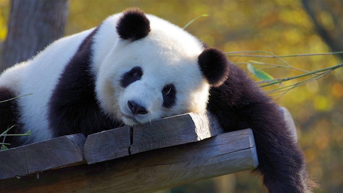 Panda lying on a bench