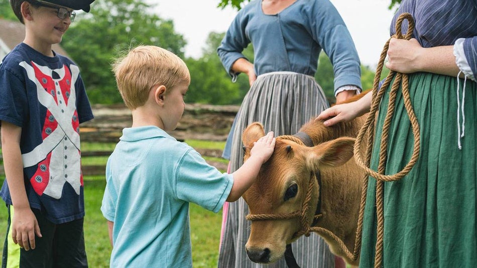kids petting a cow in williamsburg virginia