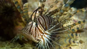 Close up of Sea Lion fish at the Virginia Living Museum - Williamsburg, Virginia, USA