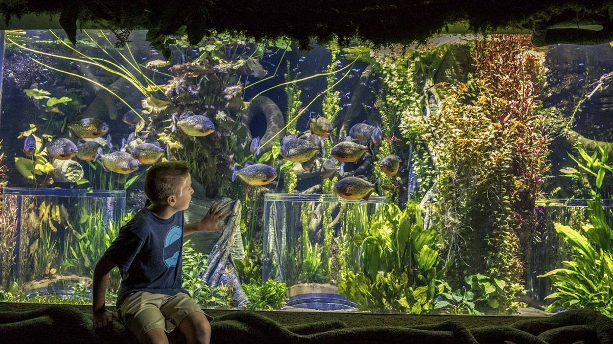 Wonders of wildlife aquarium boy looking at amazon piranhas in tank