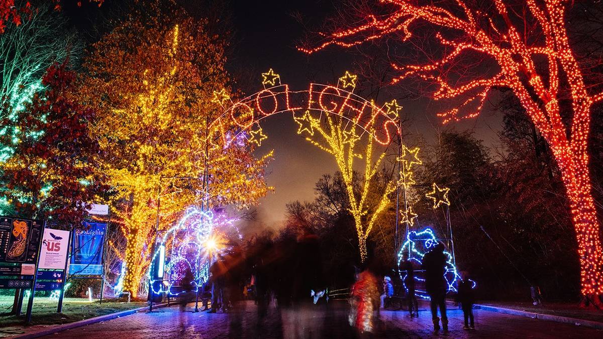 bright orange and yellow christmas lights wrapped around trees at the zoo lights entrance to the national zoo