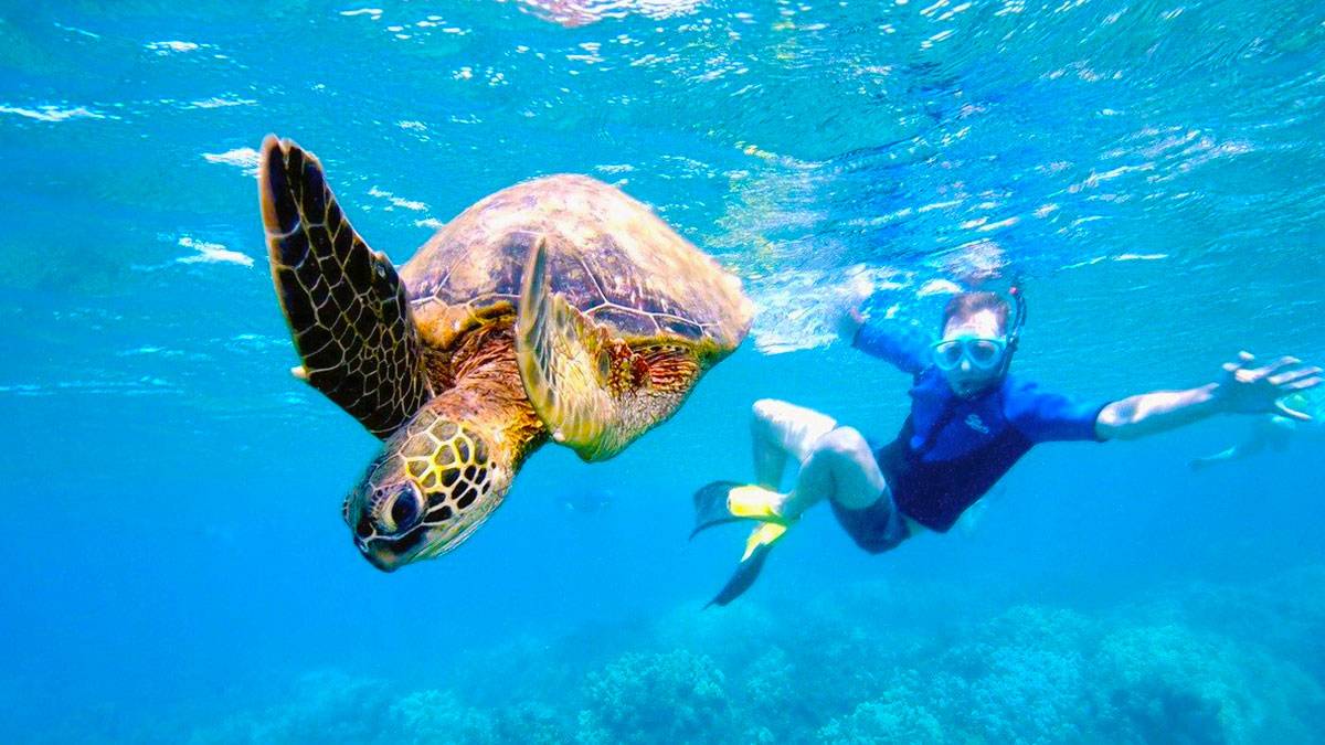underwater photo of man snorkeling with turtle