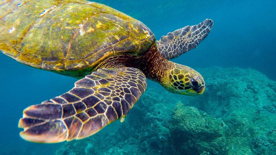 Turtle Under Water in Ocean