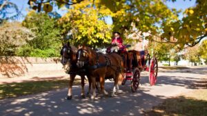 man in costume driving horse drawn carriage through Colonial Williamsburg, Virginia, USA