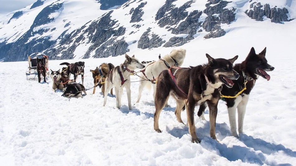 10 dogs hitched to a dog sled in the snow surrounded by mountains